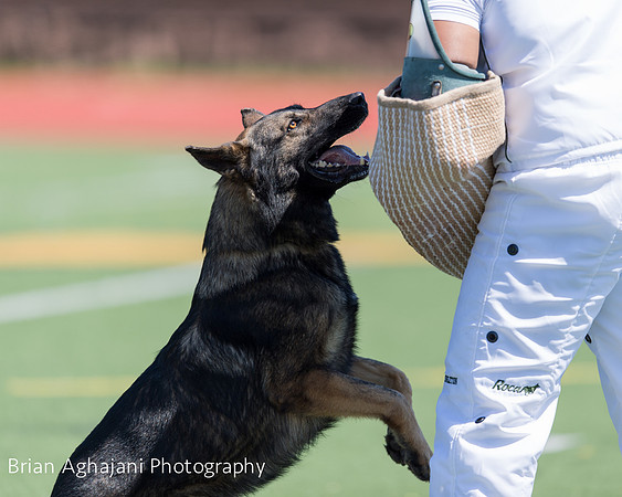 20150410_AWDF__seq2879_BrianAghajani.jpg