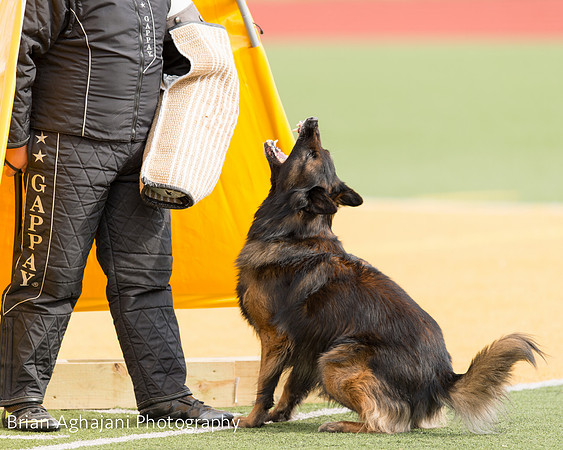20150411_AWDF-9237_b.aghajani.jpg