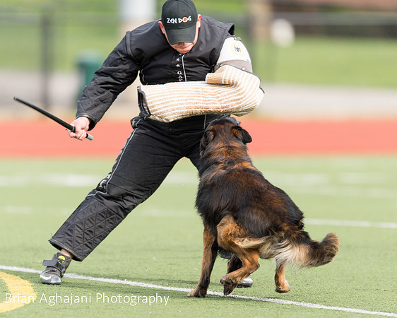 20150411_AWDF-9303_b.aghajani.jpg