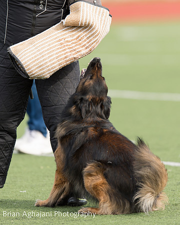 20150411_AWDF-9334_b.aghajani.jpg