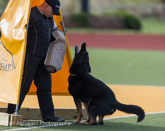20150411_AWDF-5571_b.aghajani.jpg