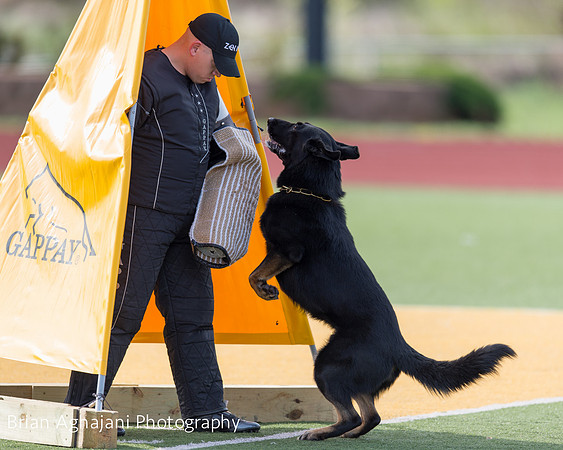 20150411_AWDF-5573_b.aghajani.jpg