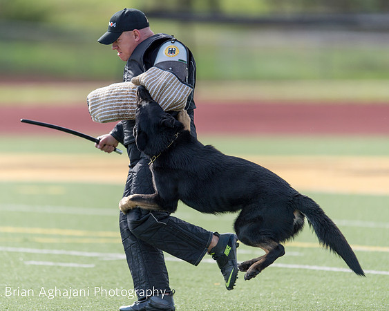 20150411_AWDF-5597_b.aghajani.jpg