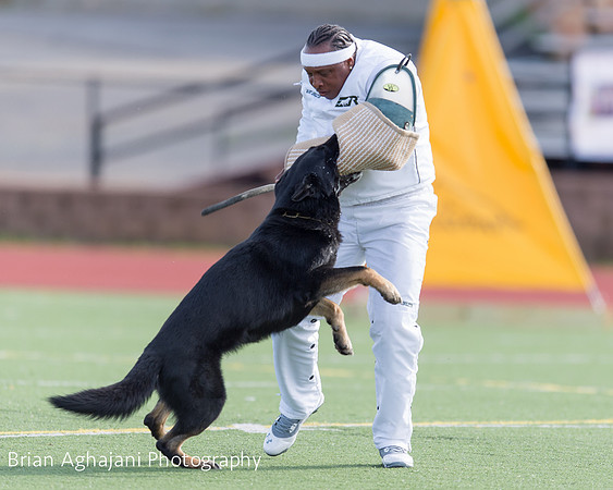 20150411_AWDF-5672_b.aghajani.jpg