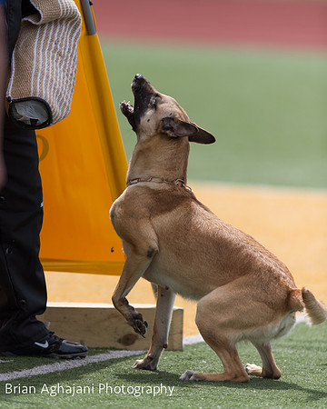 20150411_AWDF-7014_b.aghajani.jpg