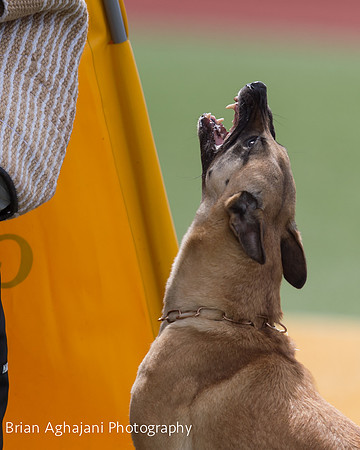 20150411_AWDF-7017_b.aghajani.jpg