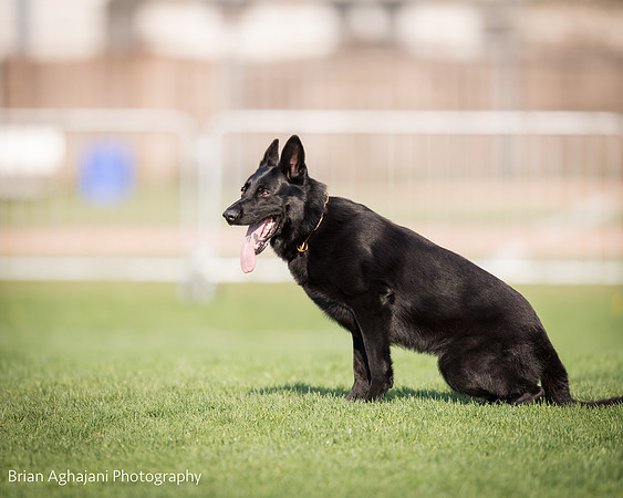 20150508_6485_WDC__brianaghajani.com.jpg