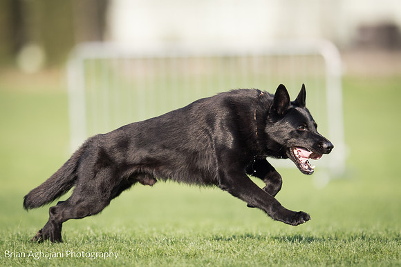 20150508_6520_WDC__brianaghajani.com.jpg