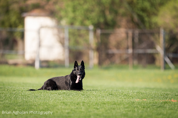 20150508_6579_WDC__brianaghajani.com.jpg