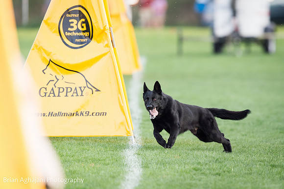 20150508_7524_WDC__brianaghajani.com.jpg