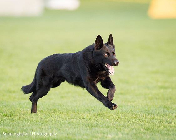 20150508_7530_WDC__brianaghajani.com.jpg