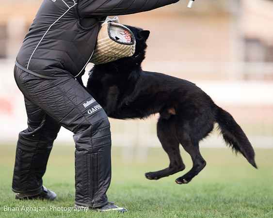 20150508_7694_WDC__brianaghajani.com.jpg