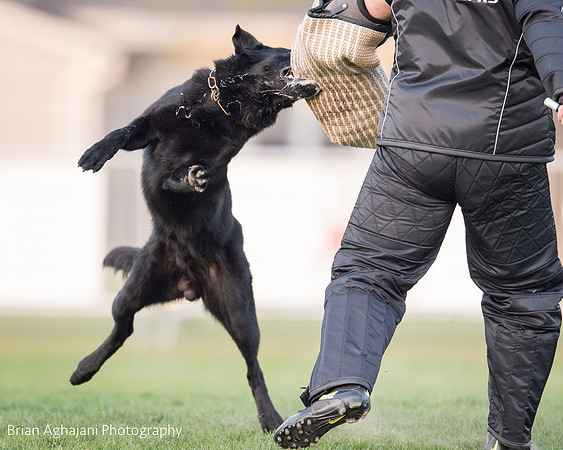 20150508_7697_WDC__brianaghajani.com.jpg