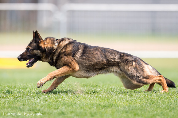20150508_3788_WDC__brianaghajani.com.jpg