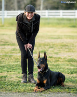 Ann Enders & Colton. Doberman Pincher IPO2