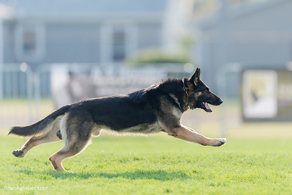 20150509_8019_WDC__brianaghajani.com.RR.jpg