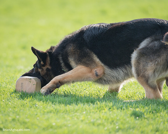 20150509_8029_WDC__brianaghajani.com.RR.jpg