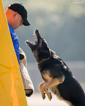 B-Huldra vom Adler Tal, IPO3 hold and bark at 2016 USCA GSD Nationals. Merced, CA.