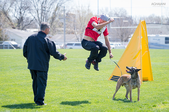 Ivan Balabanov & Ebor react to Judge Randall Hoadley's winning score in protection at the 2016 AWDF Championship in Chicago, IL.