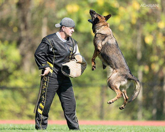 Andrew Brennan with Chloe at the 2017 North Eastern Region IPO Championship in Pittsburg, PA.
