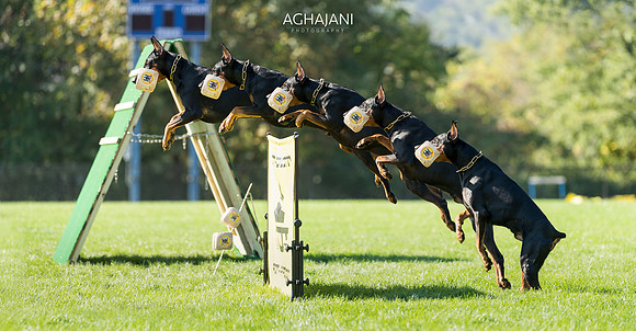 Tarzan at the North Eastern 2017 Regional IPO Championship in Pittsburg, PA.