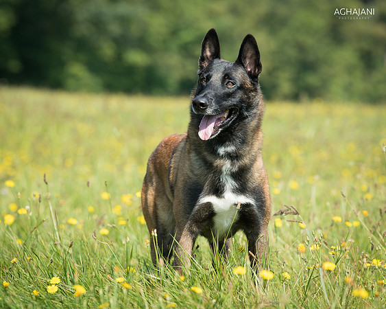 "Amigo" photo shoot for Federico DeLa Labstida in Merrimack, NH