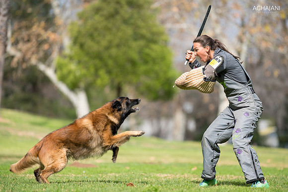 "Ikon" with helper Jessica Vampola from photo shoot for Kellie Connell in Escondido, CA