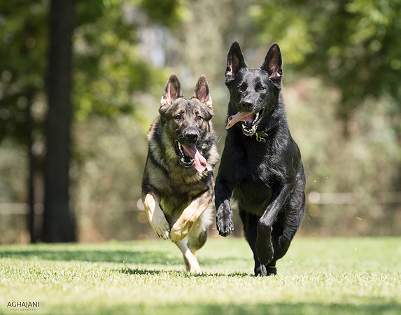 "Sasha" & "Boden" photo shoot for Heather Davidson in Lilncoln, CA