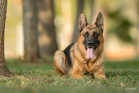 "Toby" photo shoot for Melisa Spiker in Lincoln, CA