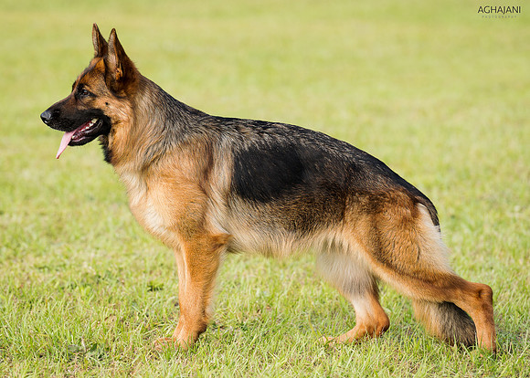 "Capri" with owner Nadia Adams during photo shoot in Macon, GA