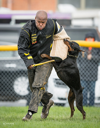 Ascomannis "Tarzan" IPO3catches Adriel Linyear in the Escape. 2017 WDC. Buffalo, NY