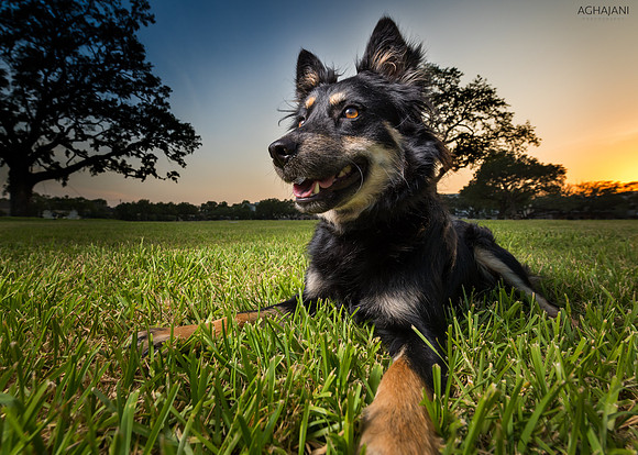 "Rocky" the Rescue photo shoot in Houston, TX
