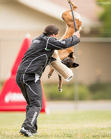 Kay McNeil's Athos Beyond the Pale @ 2018 AWDF IPO National Championship in Galt, CA.