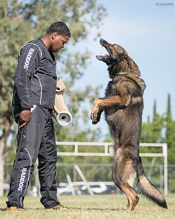 Cherie Flores'  Baxter vom Sakral @  2018 AWDF National Championship in Galt, CA.
