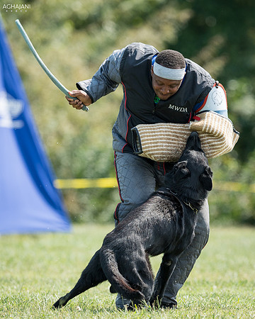 Betim Polisi's Eros von Haus Fien Conti. 2017USCA Mid Central Region IPO Championship. Lawrence, KS.